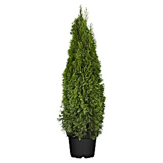 Piardino Lebensbaum (Thuja occidentalis 'Smaragd', Topfvolumen: 15 l, Aktuelle Wuchshöhe: 150 cm - 175 cm)