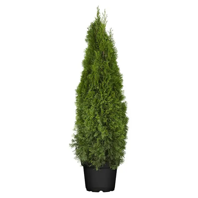 palmen zimmerpflanzen bilder Birghamia Insignis kaufen – Hawaiianische Palme als Zimmerpflanze –  MyZimmerpflanze.de main image 0
