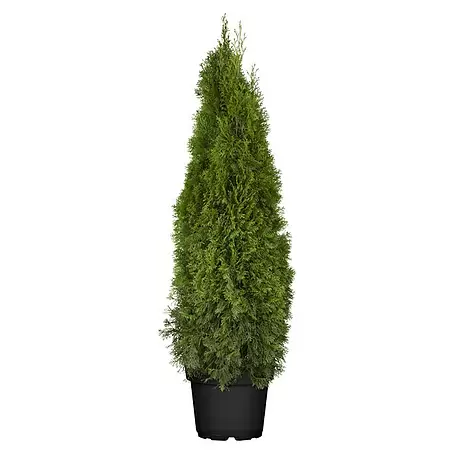 Piardino  Lebensbaum