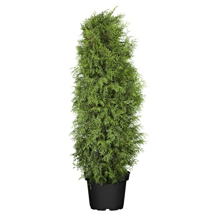 Lebensbaum (Thuja occidentalis Brabant, Im Topf gedrückt, Aktuelle Wuchshöhe: 175 cm - 200 cm)