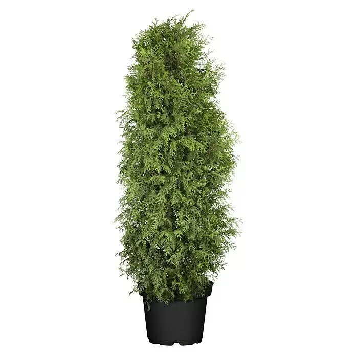 Piardino Lebensbaum Brabant - 170 cm - 180 cm, Thuja occidentalis 'Brabant' - Vorderansicht