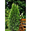 Piardino Lebensbaum (Thuja occidentalis Smaragd, Im Topf gedrückt, Aktuelle Wuchshöhe: 125 cm - 150 cm)