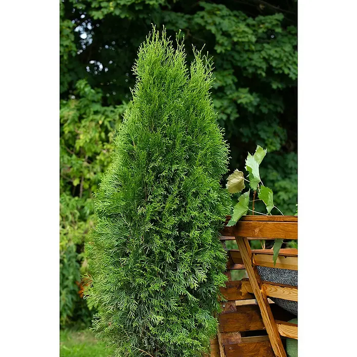 Piardino LebensbaumThuja occidentalis 'Smaragd', Topfvolumen: 12 l, Aktuelle Wuchshöhe: 125 cm - 150 cm - Eine immergrüne Säulenzypresse, die einen schlanken, pyramidalen Wuchs zeigt und sich gut als Strukturpflanze eignet.