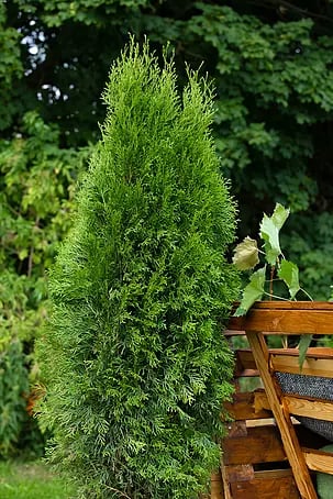 Piardino Lebensbaum Smaragd - 175 cm - 200 cm, Thuja occidentalis 'Smaragd'  online kaufen bei BAUHAUS