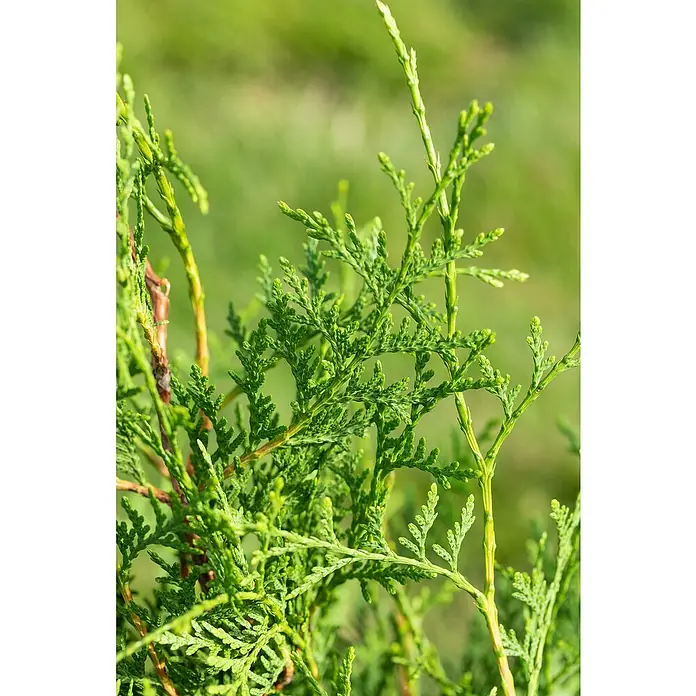 Piardino Lebensbaum Brabant - 125 cm - 150 cm, Thuja occidentalis 'Brabant' - Nahaufnahme von grünen Thuja-Zweigen, die im Sonnenlicht erstrahlen. Die filigranen Blätter zeigen eine interessante Textur und Form.