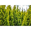 Piardino Lebensbaum (Thuja occidentalis Smaragd, Im Topf gedrückt, Aktuelle Wuchshöhe: 125 cm - 150 cm)