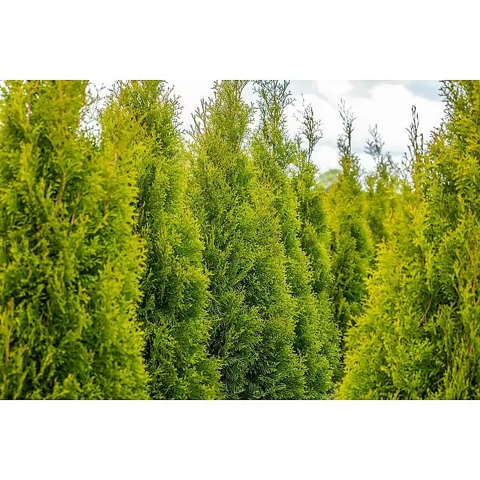 Piardino LebensbaumThuja occidentalis 'Smaragd', Topfvolumen: 12 l, Aktuelle Wuchshöhe: 125 cm - 150 cm