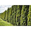 Piardino Lebensbaum (Thuja occidentalis Smaragd, Im Topf gedrückt, Aktuelle Wuchshöhe: 125 cm - 150 cm)