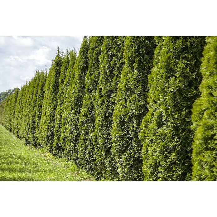 Lebensbaum Smaragd - Aktuelle Wuchshöhe: 60 cm - 80 cm, Thuja occidentalis 'Smaragd', Topfgröße: 19 cm, 75 Stk. - Eine lange Hecke aus grünen, hochwachsenden Bäumen, die einen dichten, natürlichen Sichtschutz bietet und die Privatsphäre erhöht.