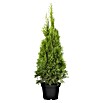 Piardino Lebensbaum (Thuja occidentalis Smaragd, Im Topf gedrückt, Aktuelle Wuchshöhe: 125 cm - 150 cm)