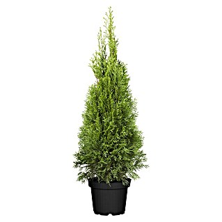 Piardino Lebensbaum (Thuja occidentalis 'Smaragd', Aktuelle Wuchshöhe: 80 cm - 100 cm, 5 l)