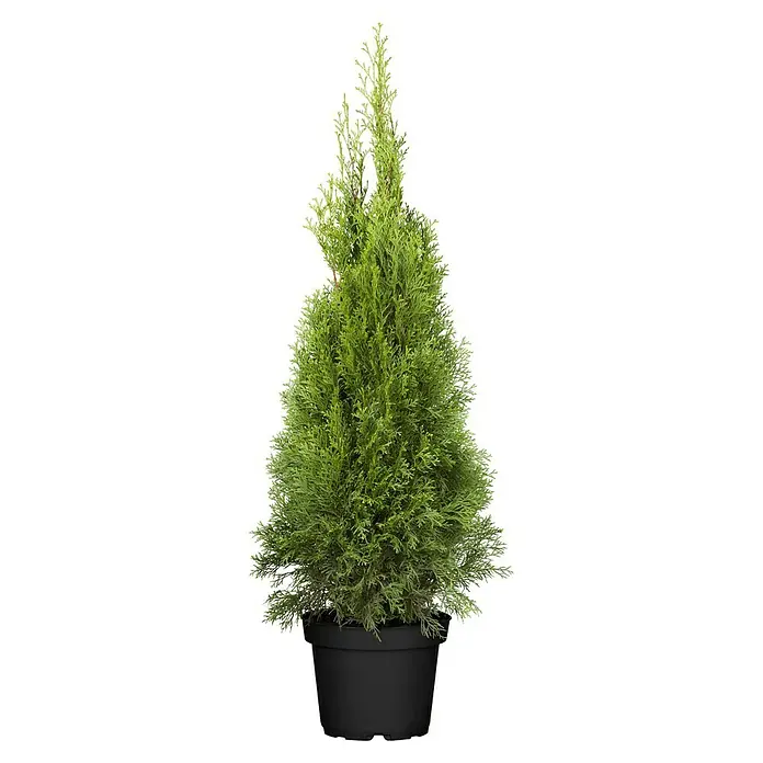 Piardino Lebensbaum Smaragd - 80 cm - 100 cm, Thuja occidentalis 'Smaragd' - Dekorativer grüner Kegelwacholder in einem schwarzen Topf, ideal für den Innen- und Außenbereich, bringt natürliche Eleganz in jeden Raum.