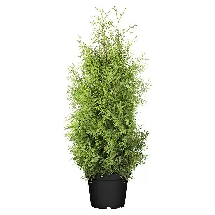 Piardino LebensbaumThuja occidentalis 'Brabant', Aktuelle Wuchshöhe: 80 cm - 100 cm