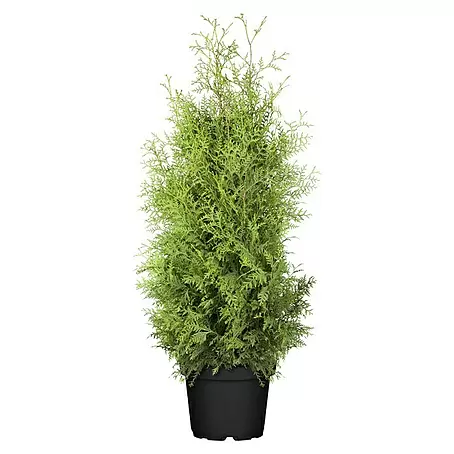 Piardino  Lebensbaum