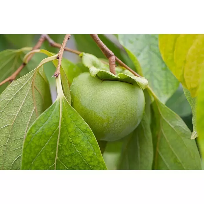 Piardino Kakibaum - Diospyros kaki, Topfgröße: 19 cm, Erntezeit: Oktober - Stimmungsaufnahme