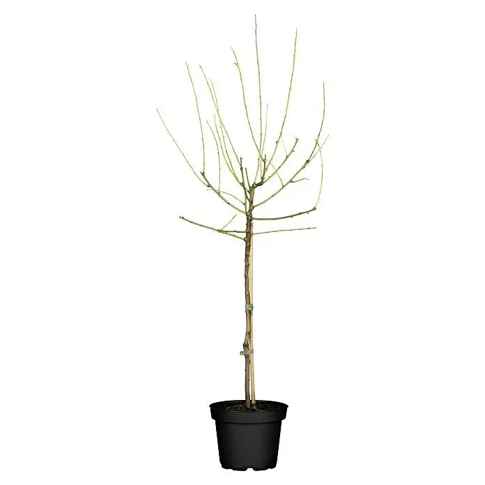 Piardino Mandelbaum - Prunus amygdalus 'Pfälzer Fruchtmandel', Erntezeit: September - Vorderansicht