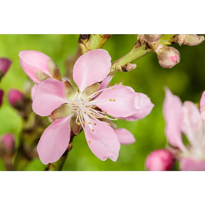 Piardino Mandelbaum - Prunus amygdalus 'Pfälzer Fruchtmandel', Erntezeit: September - Zarter rosa Apfelblütenzweig im Fokus. Die Blütenblätter entfalten sich an einem hellen Tag.
