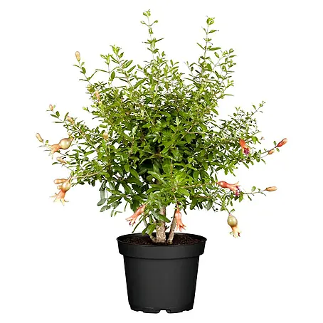 Piardino  Granatapfelbaum