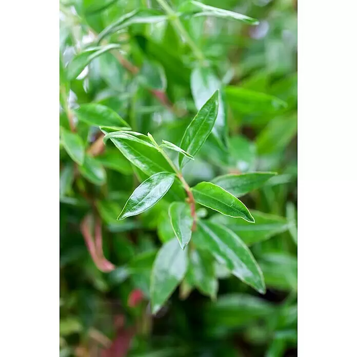 Piardino Granatapfelbaum - Punica granatum, Erntezeit: Juli - Stimmungsaufnahme