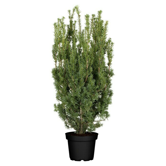 Piardino Heimische EibeTaxus media 'Rising Star' Front View