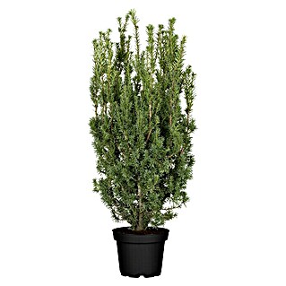 Piardino Heimische Eibe (Taxus media 'Rising Star')