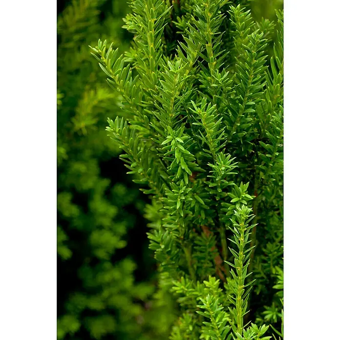 Piardino Heimische EibeTaxus media 'Rising Star' - Nahaufnahme eines hellgrünen, stacheligen Strauchs mit scharfen Nadeln, die ein dichtes und üppiges Wachstum zeigen. Perfekt für Gartenakzente.