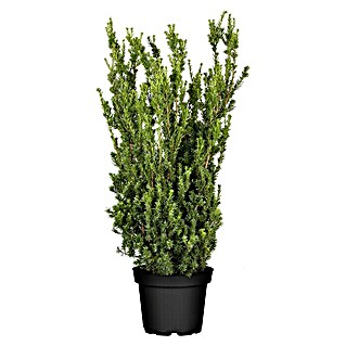 Piardino Heimische Eibe (Taxus media 'Hillii')