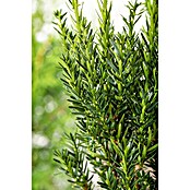 Piardino Heimische Eibe (Taxus media 'Hillii') | BAUHAUS