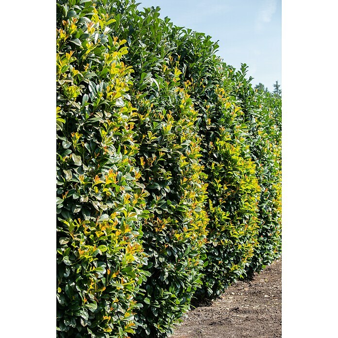 KirschlorbeerPrunus laurocerasus 'Novita', Topfgröße: 10 l Mood Shot