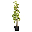 Vitis vinifera 20 Stamm