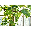 Vitis vinifera 20 Stamm