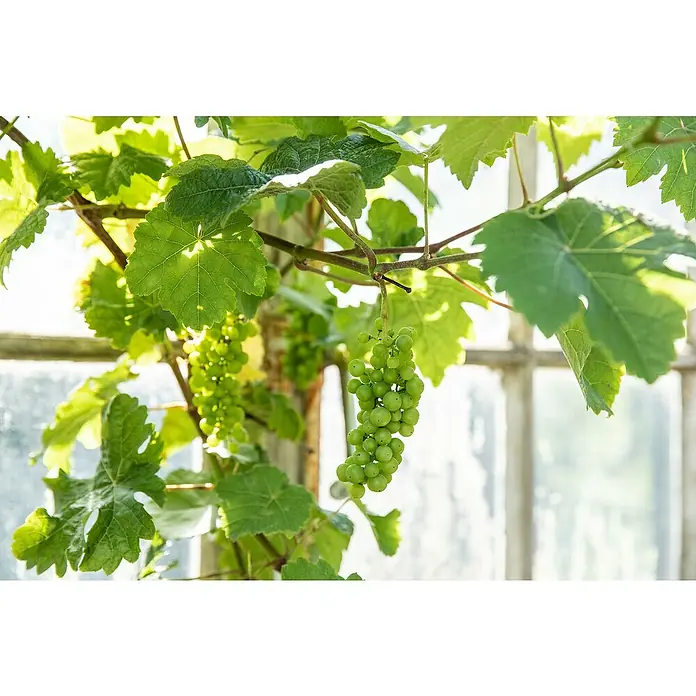Piardino Weinrebe - Vitis vinifera 'Marechal Foch' - Frische, grüne Trauben hängen an einem Weinstock, eingefangen vor einem hellen Fenster. Die Blätter umrahmen die noch unreifen Früchte.