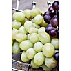 Vitis vinifera 20 Stamm