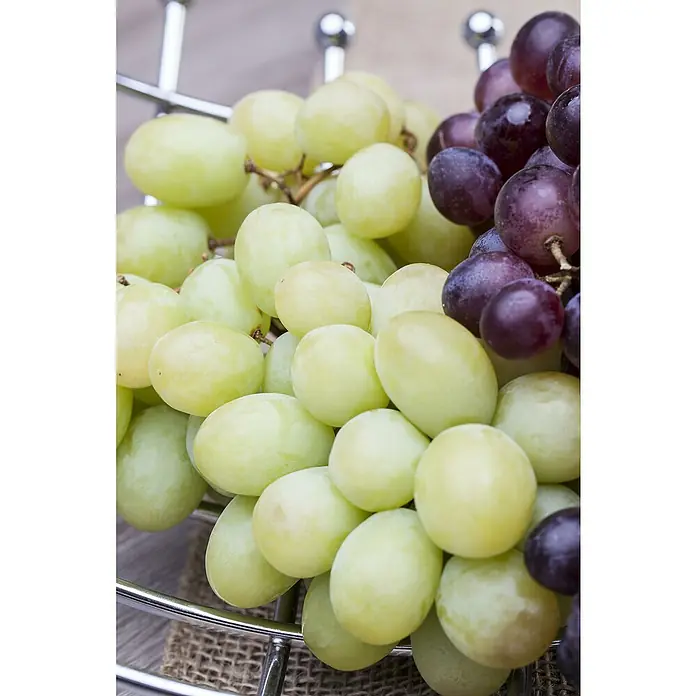 Piardino Weinrebe - Vitis vinifera 'Marechal Foch' - Nahaufnahme von grünen und violetten Trauben in einer Schale, die die frische und saftige Qualität des Obstes hervorhebt.