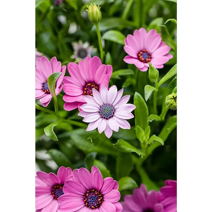 Piardino Kapkörbchen 6 er PackOsteospermum ecklonis, Topfgröße: 9 cm, Sortenabhängig - Nahaufnahme von rosa Gänseblümchen mit grünen Blättern. Die Blumen haben dunkle Zentren und zarte Blütenblätter.