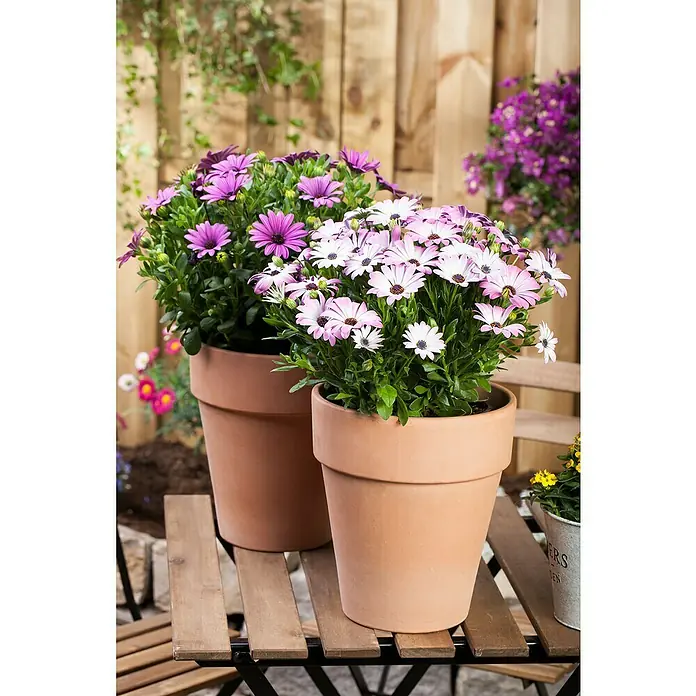 Piardino Kapkörbchen 6 er PackOsteospermum ecklonis, Topfgröße: 9 cm, Sortenabhängig - Nahaufnahme von zwei Tontöpfen mit farbenfrohen Gänseblümchen auf einem Gartentisch.