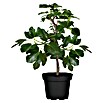Piardino Higuera (Ficus carica, Tamaño de maceta: 19 cm, Cosecha: Agosto) | BAUHAUS