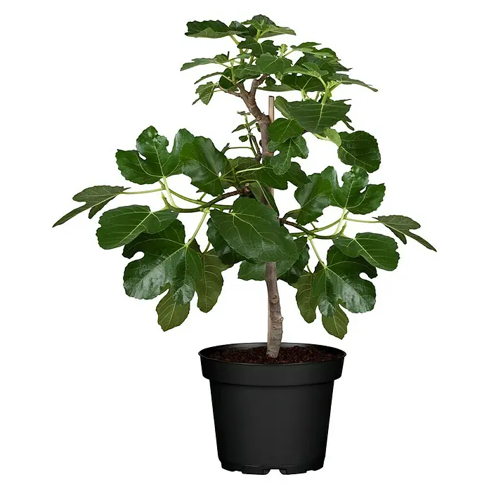 Piardino Feigenbaum - Ficus carica, Topfgröße: 19 cm, Erntezeit: August - Junge Feigenbaum-Pflanze in einem schwarzen Topf, die üppiges grünes Laub und einen schlanken Stamm zeigt. Ideal für Zimmergärtner.