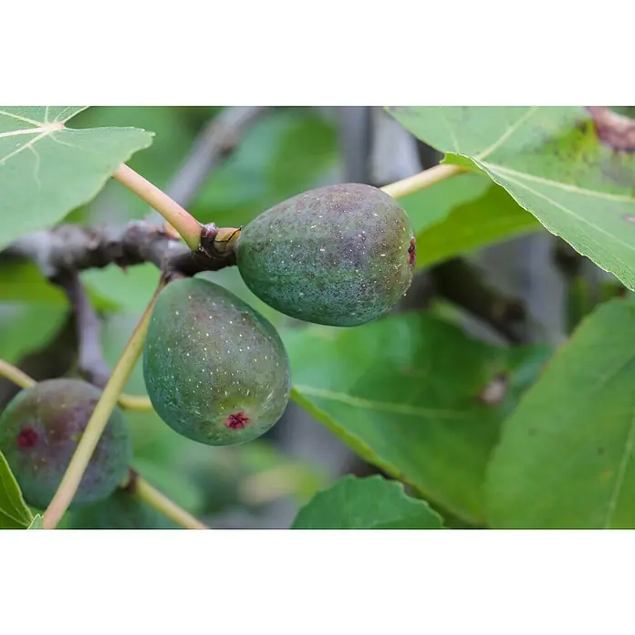 Piardino FeigenbaumFicus carica, Niederstamm, Topfgröße: 26 cm - Nahaufnahme von grünen Feigen am Baum, die ihre Reife zeigen, umgeben von üppigen Blättern.