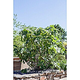 Piardino Feigenbaum Busch (Ficus carica, Topfgröße: 14 cm, Erntezeit: August)