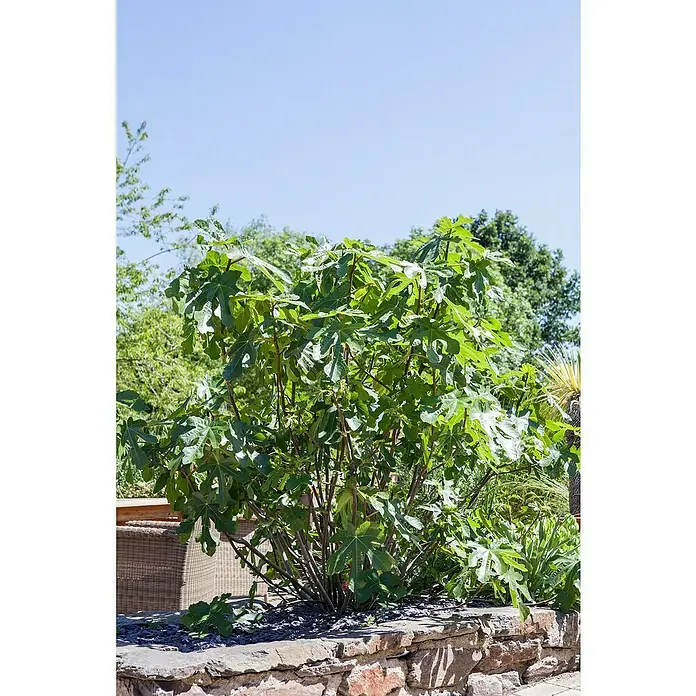 Piardino FeigenbaumFicus carica, Niederstamm, Topfgröße: 26 cm - Nahaufnahme eines Feigenbaums mit üppigen, grünen Blättern in einem Gartenbeet unter blauem Himmel, der Schatten spendet und Ruhe ausstrahlt.