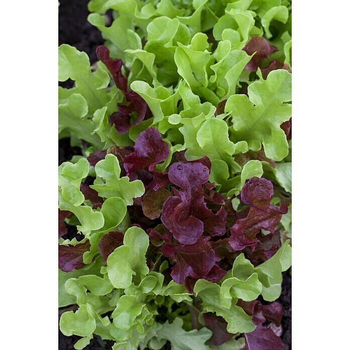 Piardino Pflücksalat 6er SchaleLactuca sativa var. crispa, Erntezeit: Mai - Oktober Detail Shot