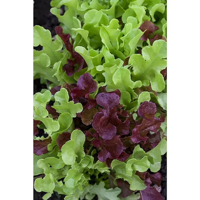 Piardino Pflücksalat 6er Schale - Lactuca sativa var. crispa, Erntezeit: Mai - Nahaufnahme von frischem, grünem und rotem Pflücksalat mit lebendigen Farben und gesunden Blättern. Ideal für knackige Salate!