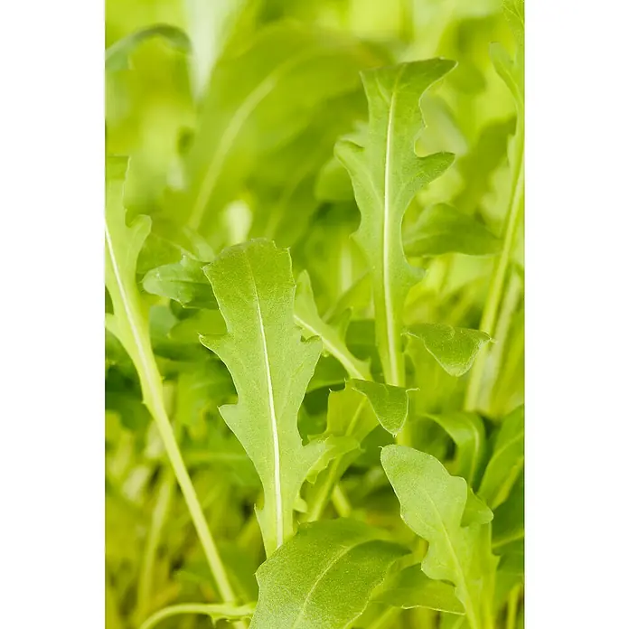 Piardino Rucola - Rucola selvatica, Erntezeit: April - Nahaufnahme von frischem, grünem Rucola mit seinen typisch gezackten Blättern. Ideal als würzige Zutat für Salate und andere Gerichte.