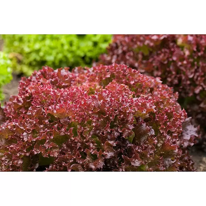 Piardino Eisbergsalat - Lactuca sativa 'Salanova'®, Erntezeit: April - Stimmungsaufnahme