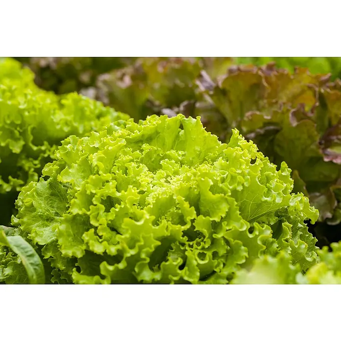 Piardino Eisbergsalat - Lactuca sativa 'Salanova'®, Erntezeit: April - Eine Nahaufnahme von grünem Pflücksalat im Freien. Der Salat hat gewellte Blätter und ist von rötlichem Salat umgeben.