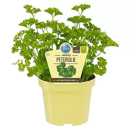 Blu Bio Petersilie krause