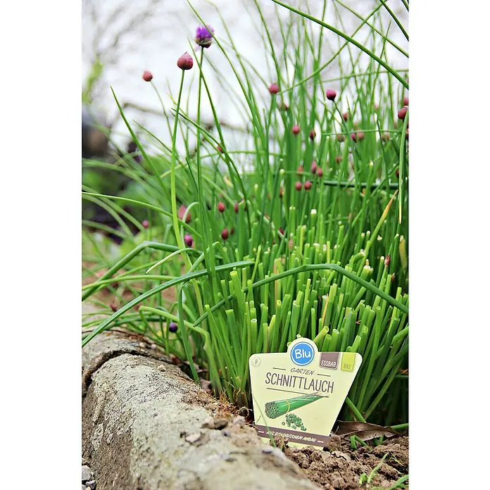 Blu Bio Schnittlauch - Allium schoenoprasum, Topfgröße: 12 cm, Erntezeit: April - Nahaufnahme von Schnittlauch mit lila Blüten und einem Etikett mit der Aufschrift "Garten Schnittlauch".