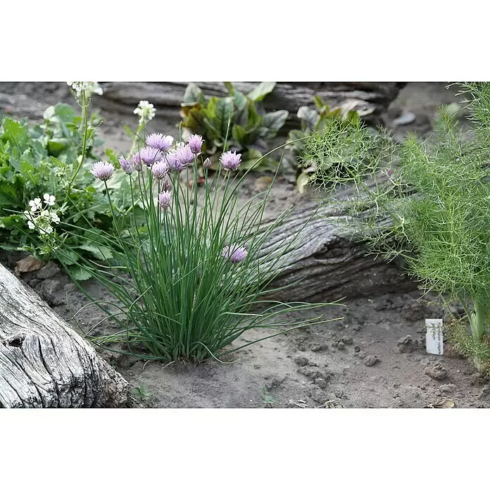 Blu Bio Schnittlauch - Allium schoenoprasum, Topfgröße: 12 cm, Erntezeit: April - Stimmungsaufnahme