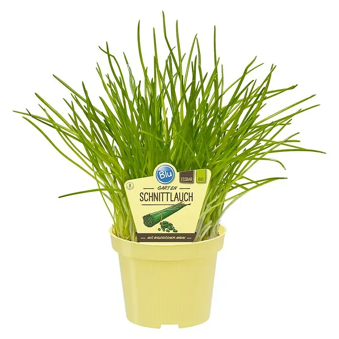 Blu Bio Schnittlauch - Allium schoenoprasum, Topfgröße: 12 cm, Erntezeit: April - Schnittlauch 'Blu Garten' in gelbem Topf. Bio-Schnittlauch, essbar und frisch, ideal für die Küche.